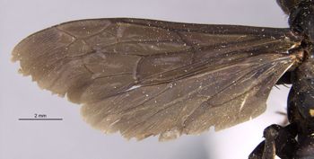 Media type: image;   Entomology 26230 Aspect: wing